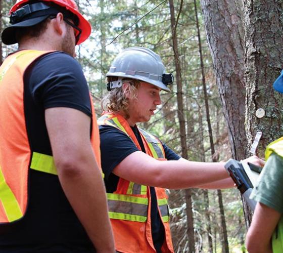 School of Natural Environment students in the field doing tree measurements