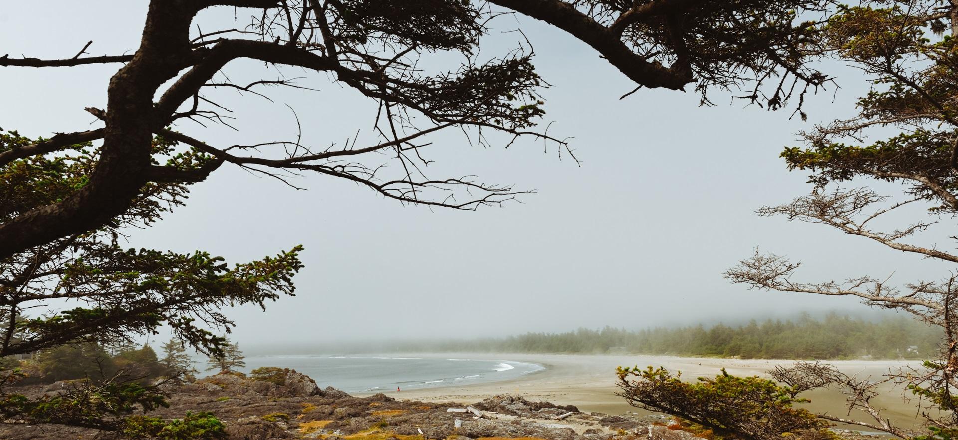 Jess' photo of tree with beach in background in Tofino