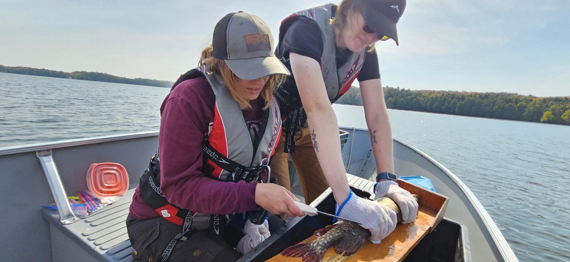 Fish and Wildlife students filleting a fish caught on a boat